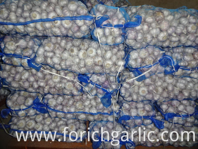 Best Quality Normal White Garlic 2019